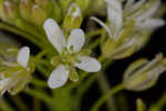 Narrowleaf bittercress